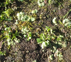 Riccia crystallina