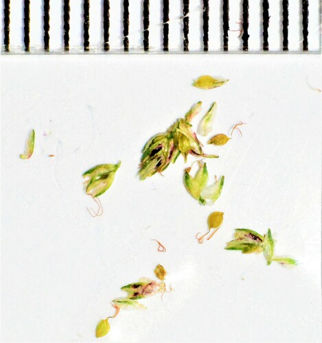 Isolepis inundata observed 2023-05-21