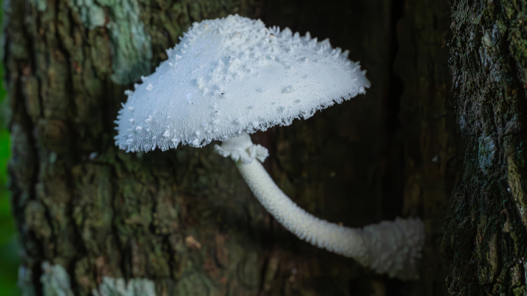 Leucocoprinus cretaceus · January 2025 · photo: © deniszabin (iNaturalist, cc-by)