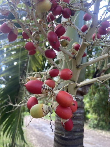 Foto de Palmeira