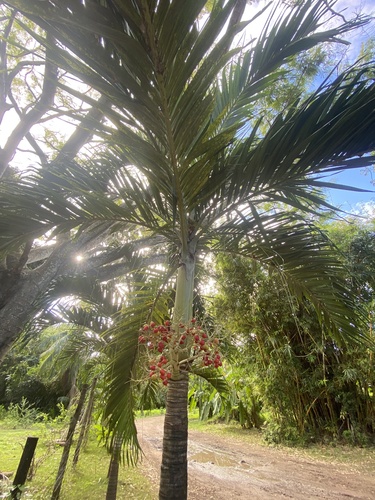 Foto de Palmeira