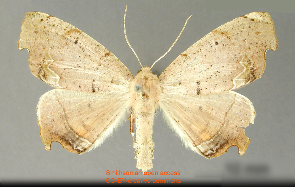 Phyllodonta druciata