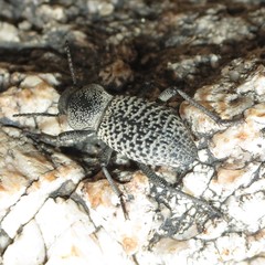 Cryptoglossa variolosa