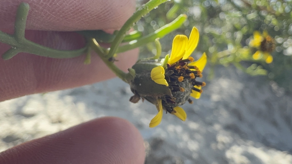 Encelia ventorum; photograph (c) wonton_soup, some rights reserved (CC BY)
