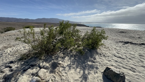 Encelia ventorum, photograph 6
