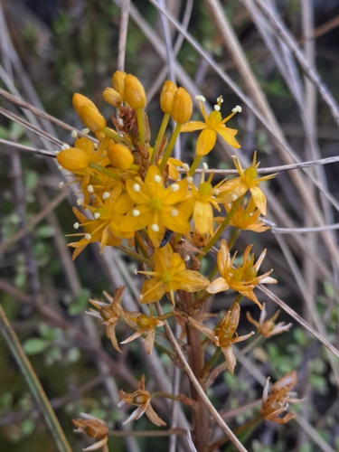 Image of Bulbinella angustifolia by no rights reserved