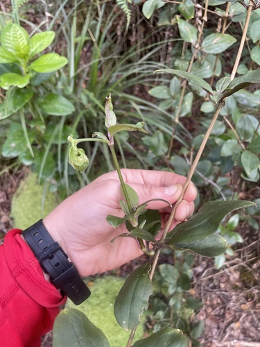 Schiedea lychnoides observed 2024-12-18