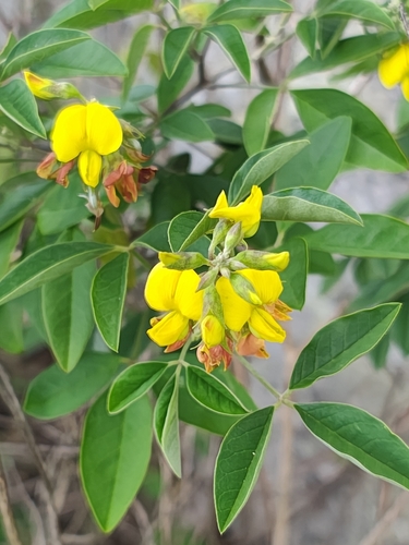 Rattlebox (Crotalaria vitellina)