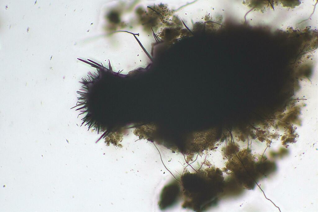 Trichodelitschia adelphica