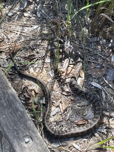 Coastal Carpet Python sighting