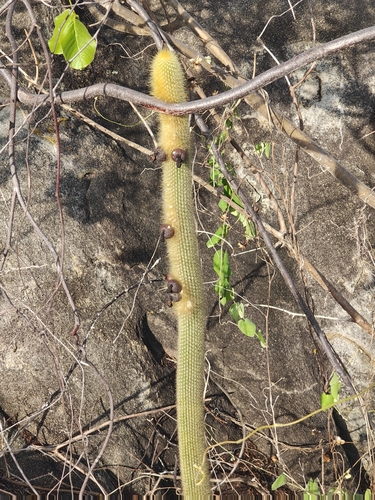 Pilosocereus chrysostele, photograph 4