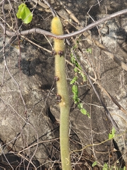 (c) Renato Bandeira, some rights reserved (CC BY) Pilosocereus chrysostele, photograph (c) Renato Bandeira, some rights reserved (CC BY)