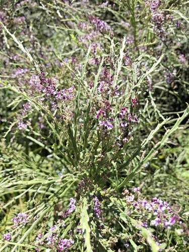 Foto de Carmichaelia australis