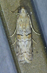 Zamagiria australella