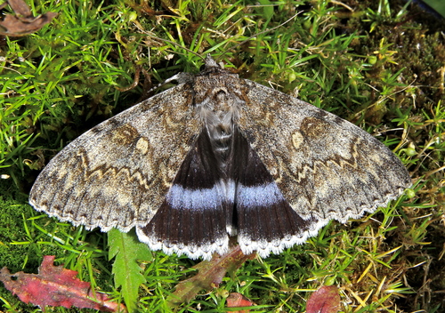 Blue Underwing