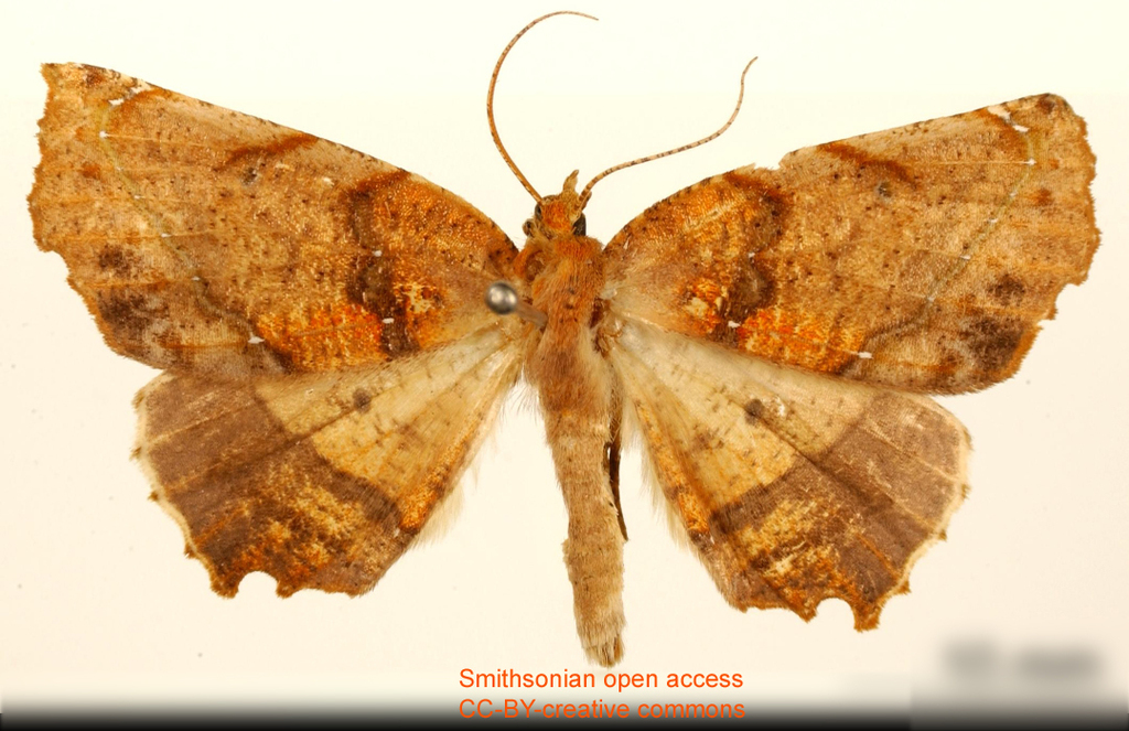 Phyllodonta songaria