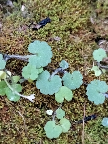 Image of Sibthorpia Repens (Sibthorpia repens) by no rights reserved