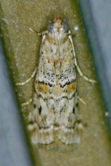 Zamagiria australella
