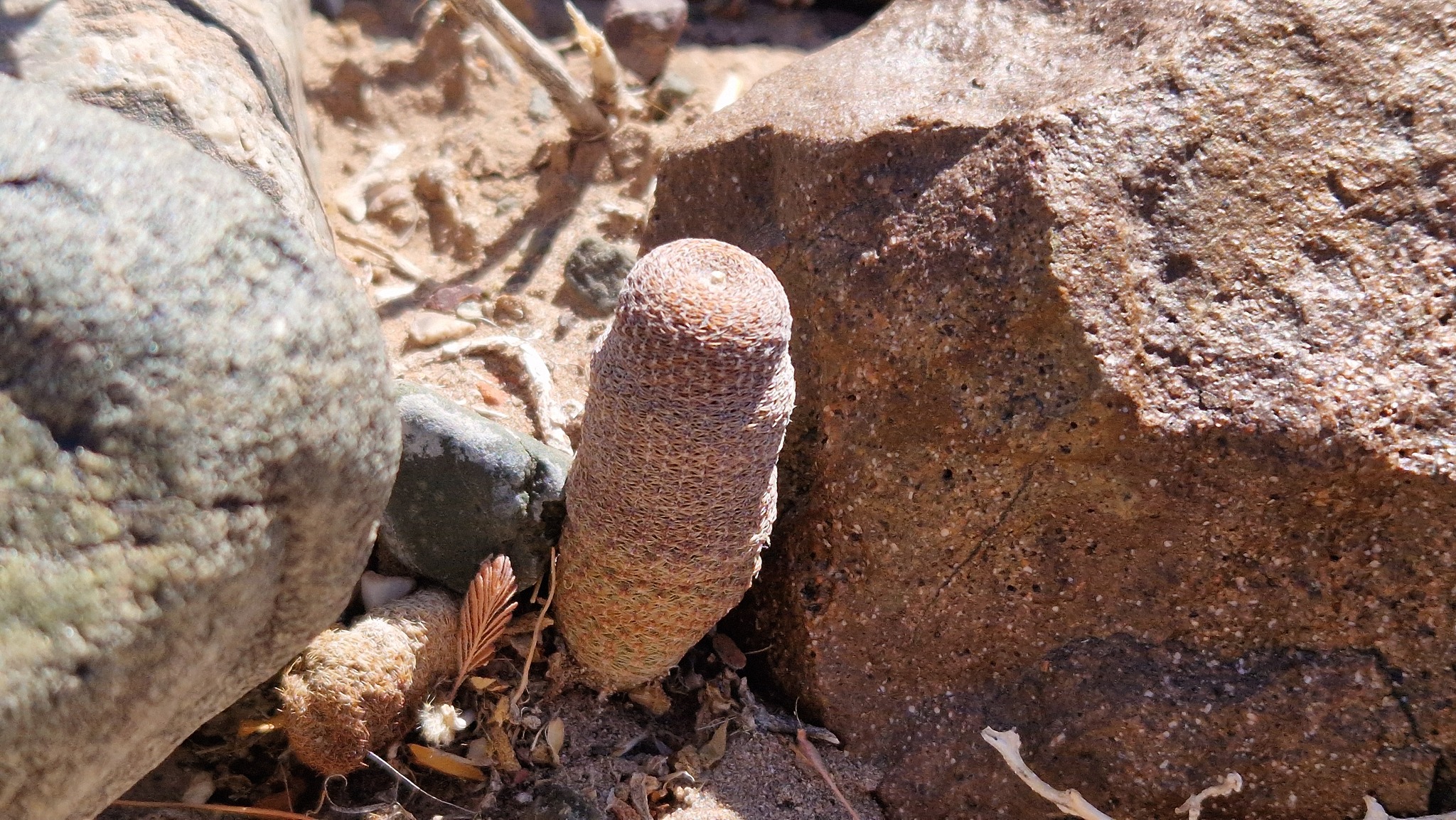 Reicheocactus famatimensis