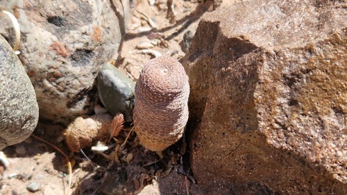 Reicheocactus famatimensis