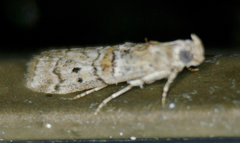 Zamagiria australella