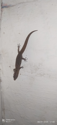 Difficult Least Geckko, Sphaerodactylus difficilis