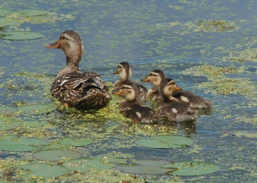 Mallard photographed in Connecticut