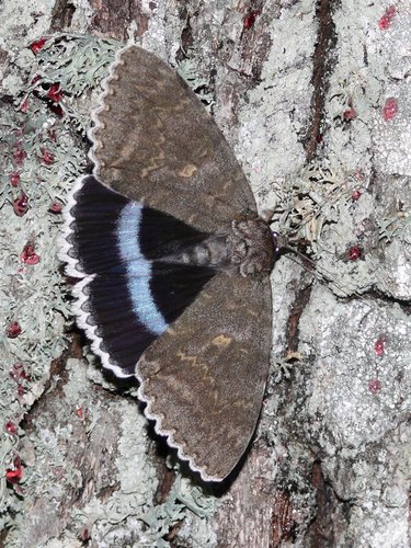 Blue Underwing