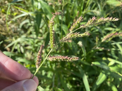 Echinochloa crus-galli observed 2025-01-06