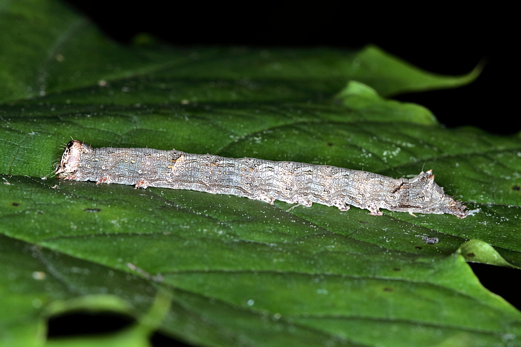 Clifden Nonpareil