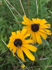 Brachypnoea clypealis