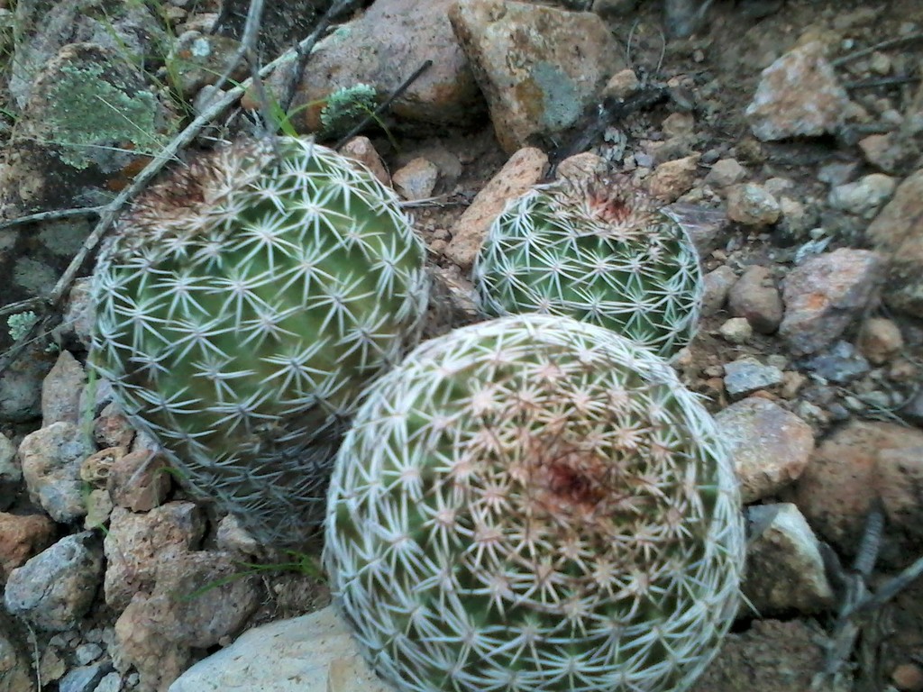 Echinocereus pamanesii