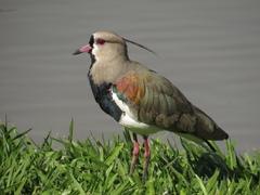 Vanellus chilensis