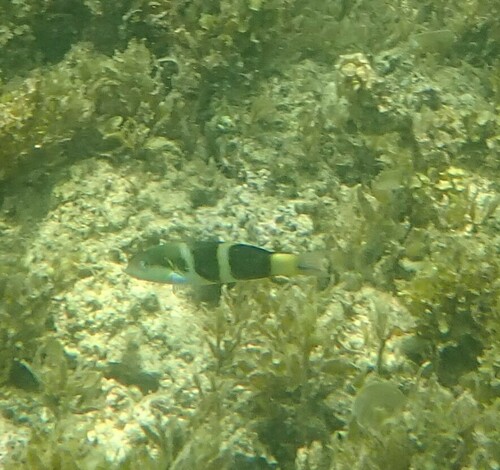 Thalassoma nigrofasciatum observed 2024-10-22