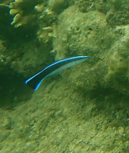 Labroides dimidiatus observed 2024-10-22