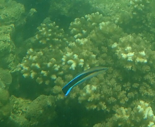 Labroides dimidiatus observed 2024-10-22