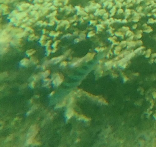 Thalassoma hardwicke observed 2024-10-22