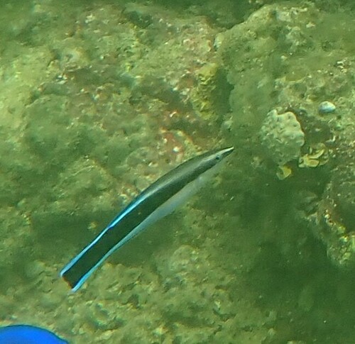 Labroides dimidiatus observed 2024-10-22