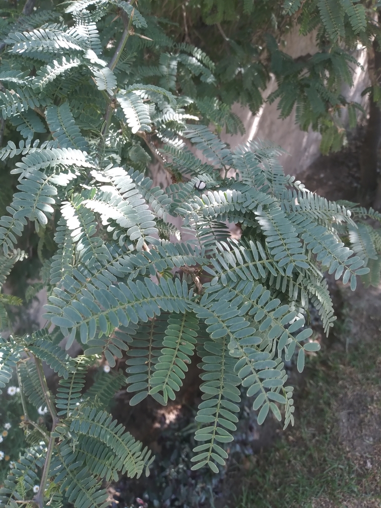 Prosopis andicola (Burkart) A.Galán, E.Linares, J.Montoya & Vicente Orell.