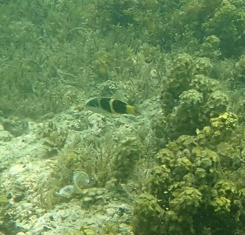 Thalassoma nigrofasciatum observed 2024-10-22