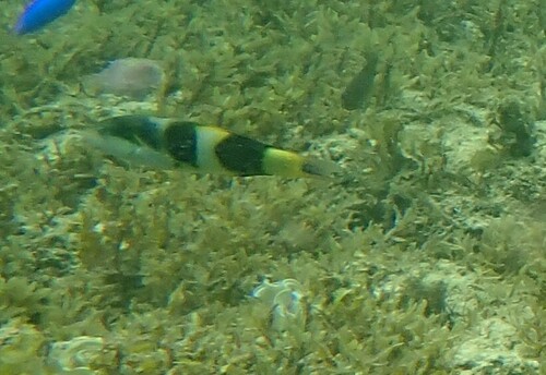Thalassoma nigrofasciatum observed 2024-10-22