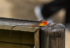 Blemished Anole photo 2