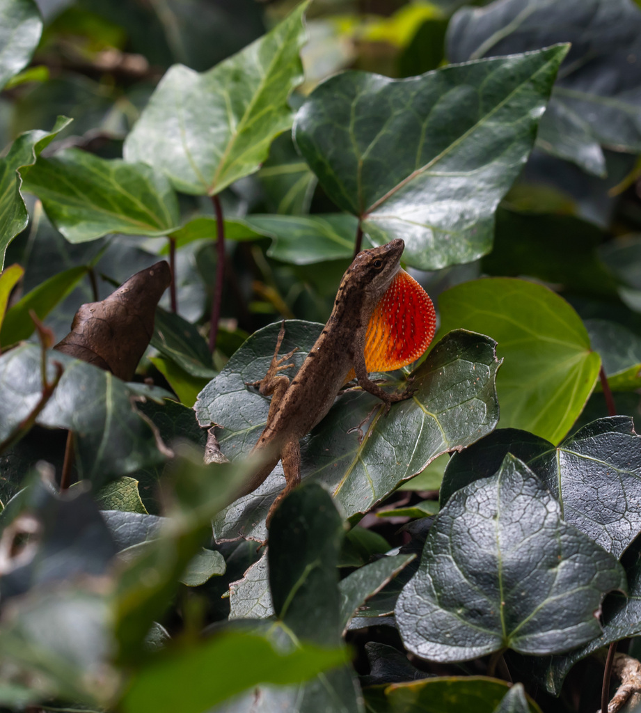 Blemished Anole