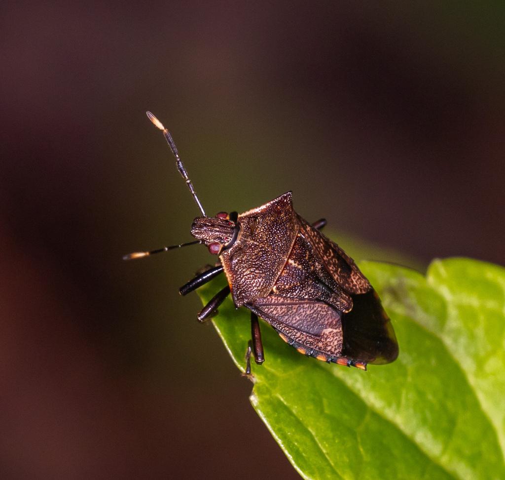 Podisus ventralis