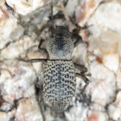 Cryptoglossa variolosa