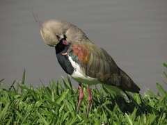 Vanellus chilensis