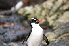 Snares Penguin photo 3