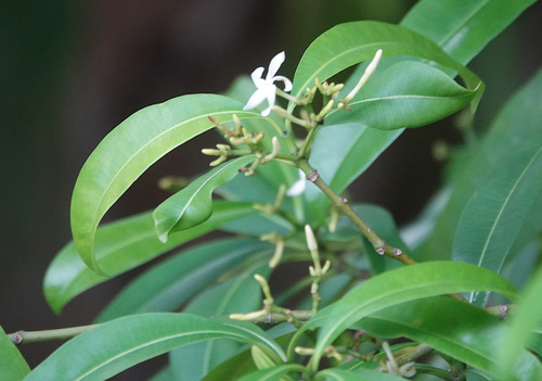 Ochrosia ackeringae observed 2024-12-14