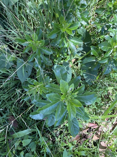 Choisya ternata