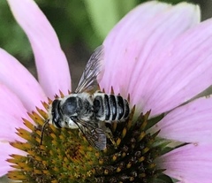 Megachile